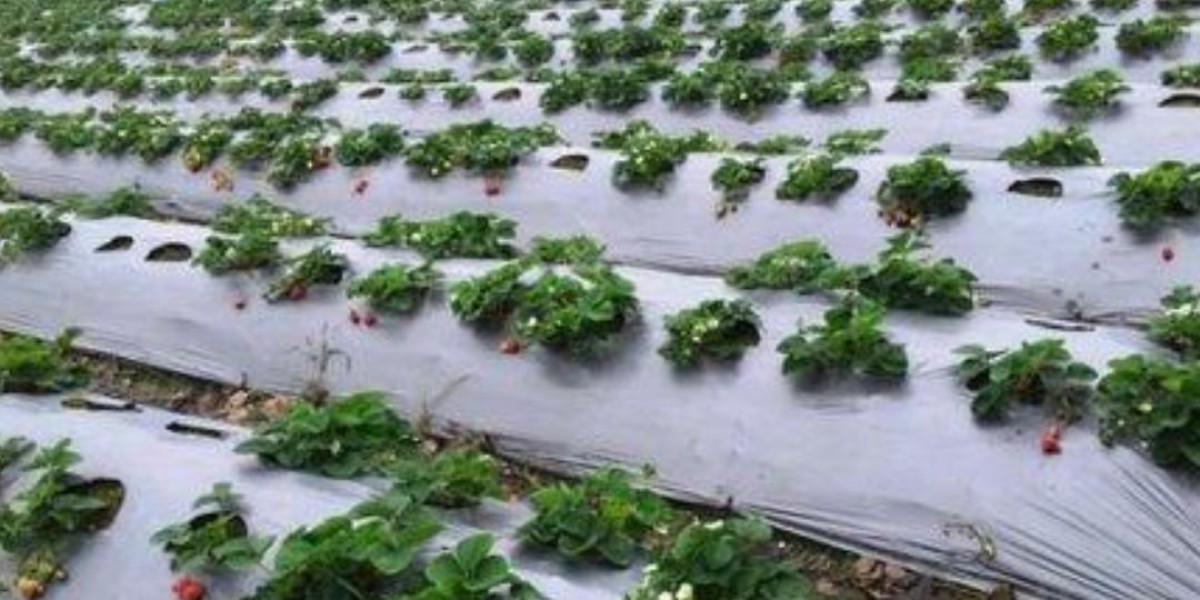 Mulch Film: A Game-Changer in Modern Agriculture and Gardening