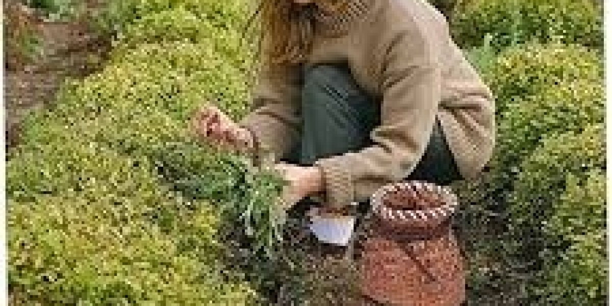 Lawn Care Made Easy – Best Lawn Mowers in Hoppers Crossing