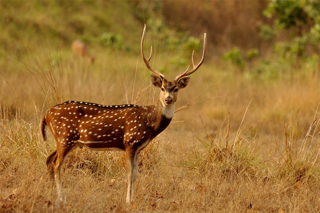 Your First Jungle Safari in Gir: What to Expect and How to Prepare - JustPaste.it